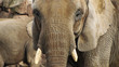 Elefant