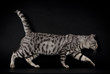 Savannah-Kater, schwarzer Hintergrund