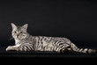 Savannah-Kater, liegend, schwarzer Hintergrund