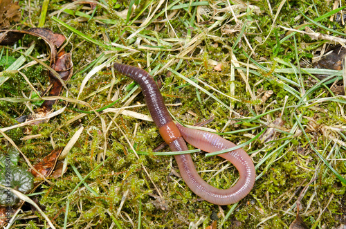 Photo: Regenwurm geringelt auf Wiese Regenwurm geringelt auf Wiese