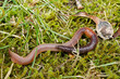 Regenwurm Portrait auf Wiese/Moos