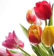 Frühlingsblumen