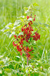 Red currants
