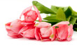 Foto: Pink tulips Pink tulips