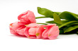 Pink tulips on white background