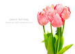 Foto: Pink tulips on white background Pink tulips on white background