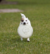 Jack Russell Terrier