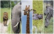 Foto: African animals African animals