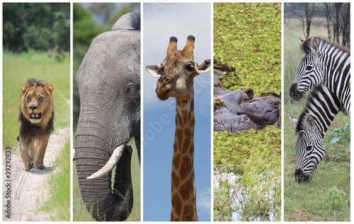 Photo: African animals African animals