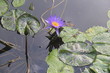 flor aquática azul