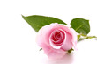 Laying down Pink rose over white