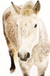 dappled white horse