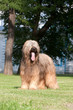 Photo: Briard dog Briard dog