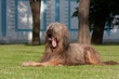 Photo: Briard dog Briard dog