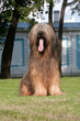 Photo: Briard dog Briard dog