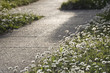 Foto: Springtime path Springtime path