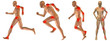 High resolution conceptual man anatomy High resolution conceptual man anatomy