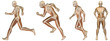 High resolution conceptual man anatomy