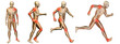 High resolution conceptual man anatomy