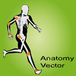 Vector conceptual human anatomy Vector conceptual human anatomy