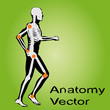 Vector conceptual human anatomy Vector conceptual human anatomy