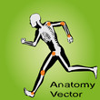 Vector conceptual human anatomy