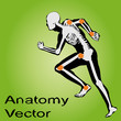 Vector conceptual human anatomy Vector conceptual human anatomy