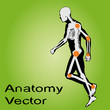 Vector conceptual human anatomy Vector conceptual human anatomy