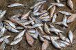Pile of caught sea fish