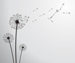 vector dandelion