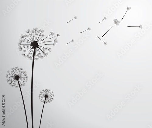 Vektor: vector dandelion vector dandelion