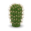 3d render of cactus flower