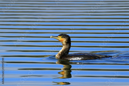 Photo: cormoran cormoran