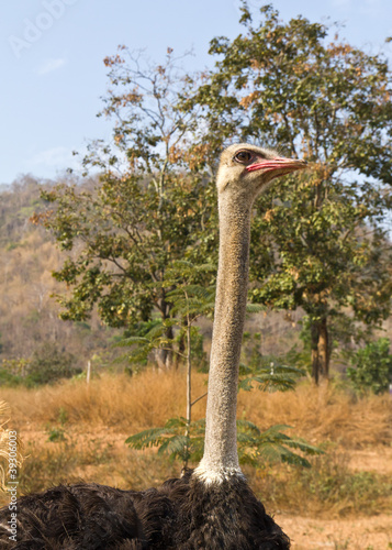 Photo: Portrait of ostrich Portrait of ostrich