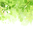 Spring green leaves vector background