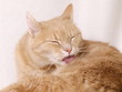 Ginger cat cleaning herself