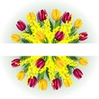 Mimosa tulipani