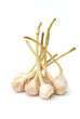 garlic on white background garlic on white background