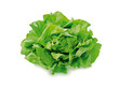 Foto: Kopfsalat Kopfsalat
