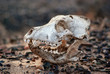 Wolf Skull