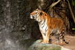 Royal Bengal tiger