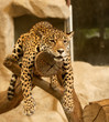Leopard (Tiger)