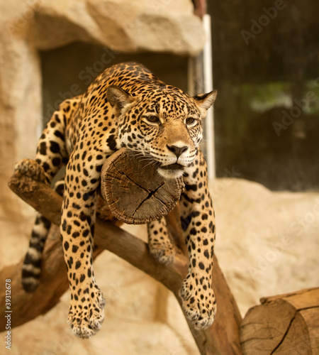 Photo: Leopard (Tiger) Leopard (Tiger)