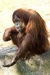 Photo: orangutan orangutan