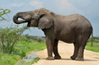elephant drinkong water fromm pool elephant drinkong water fromm pool