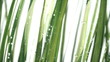 Grass on white
