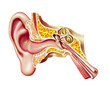 Human ear cutaway diagram.