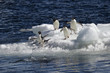Foto: Antarctic penguin Antarctic penguin