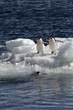 Antarctic Penguins