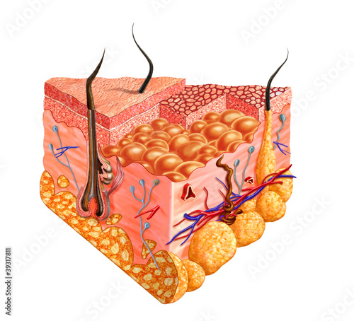 Illustration: Human skin cutaway diagram, with several details. Human skin cutaway diagram, with several details.